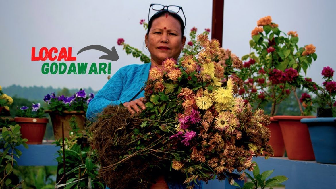 Chrysanthemum Plant Care in Winter I Godawari Flower Varieties I Nepali Garden Tips Chrysanthemum Plant Care in Winter I Godawari Flower Varieties I Nepali Garden Tips