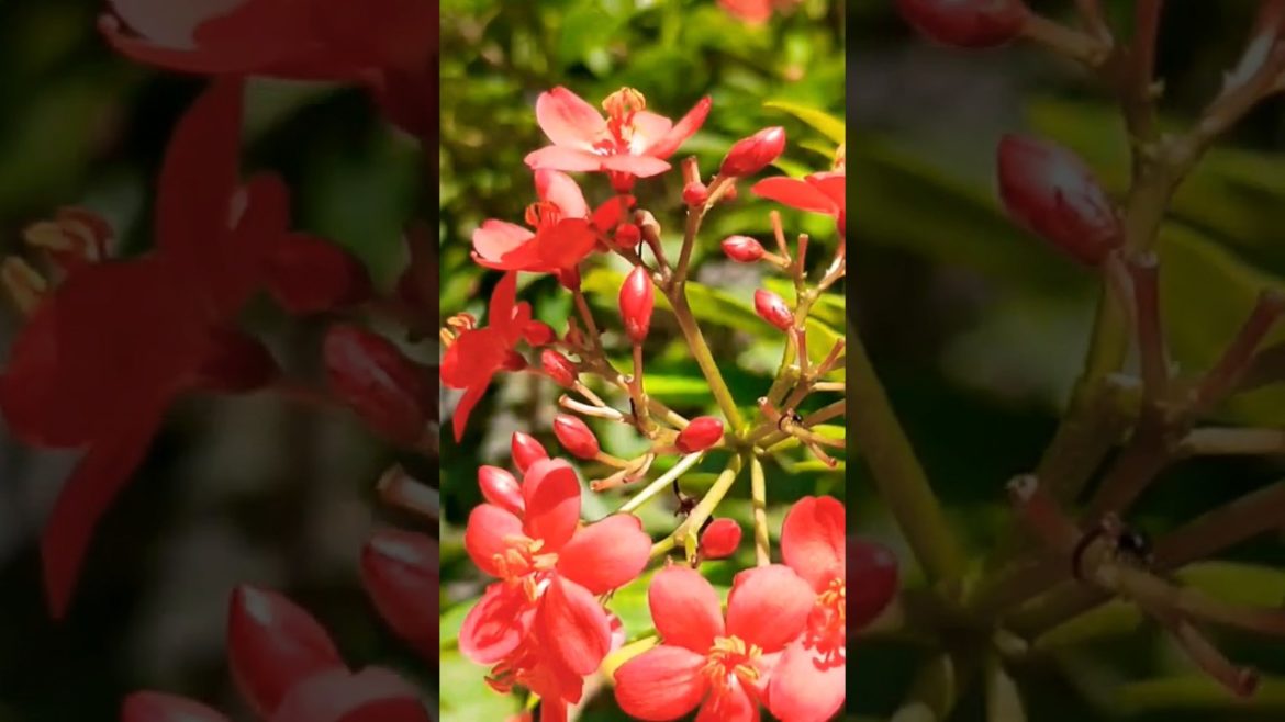 সুন্দর একটি গার্ডেন ভিডিও beautiful garden| #shorts #shortsgarden