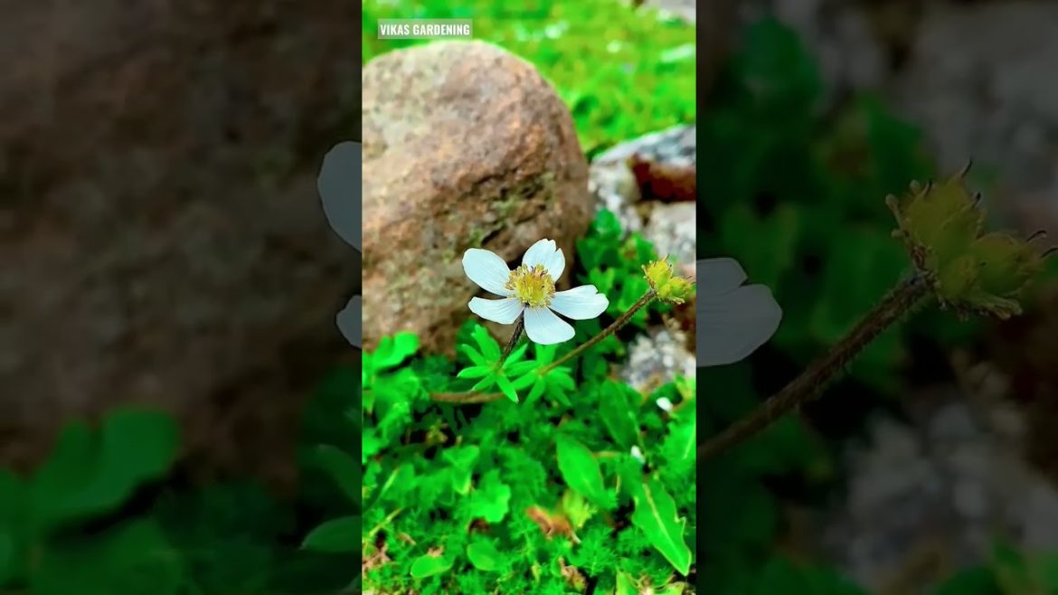 Beautiful Flowers | Wild Flowers | Vikas Gardening | #beautifulflowers #shorts #gardening