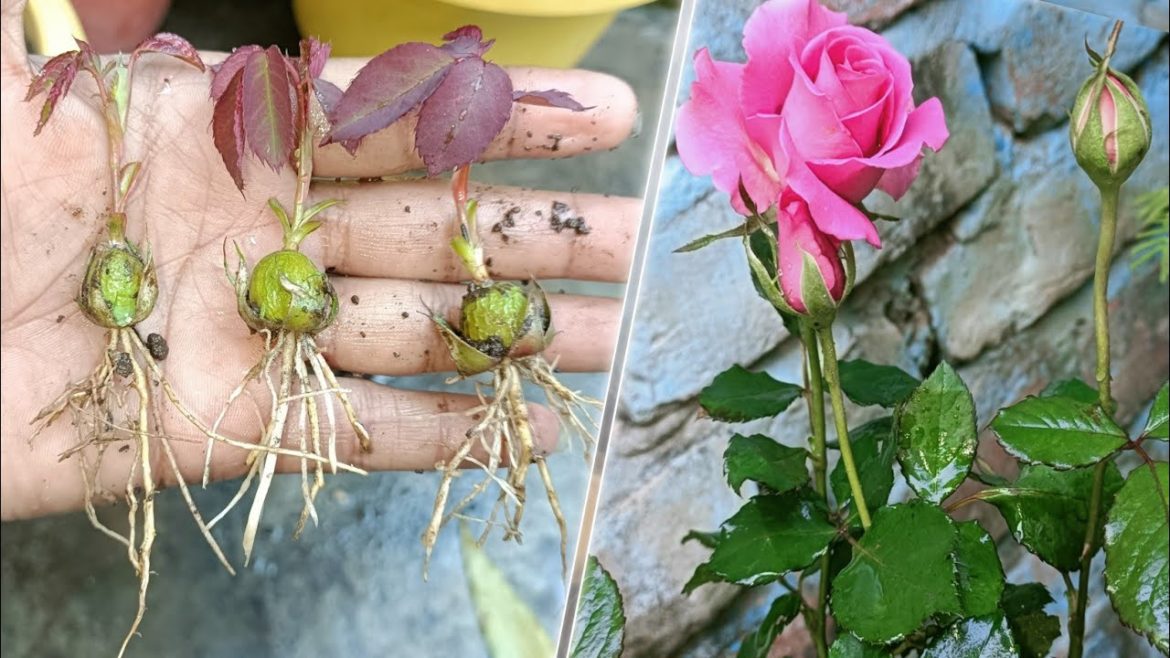 The method of growing pink roses //  Home Garden Tips