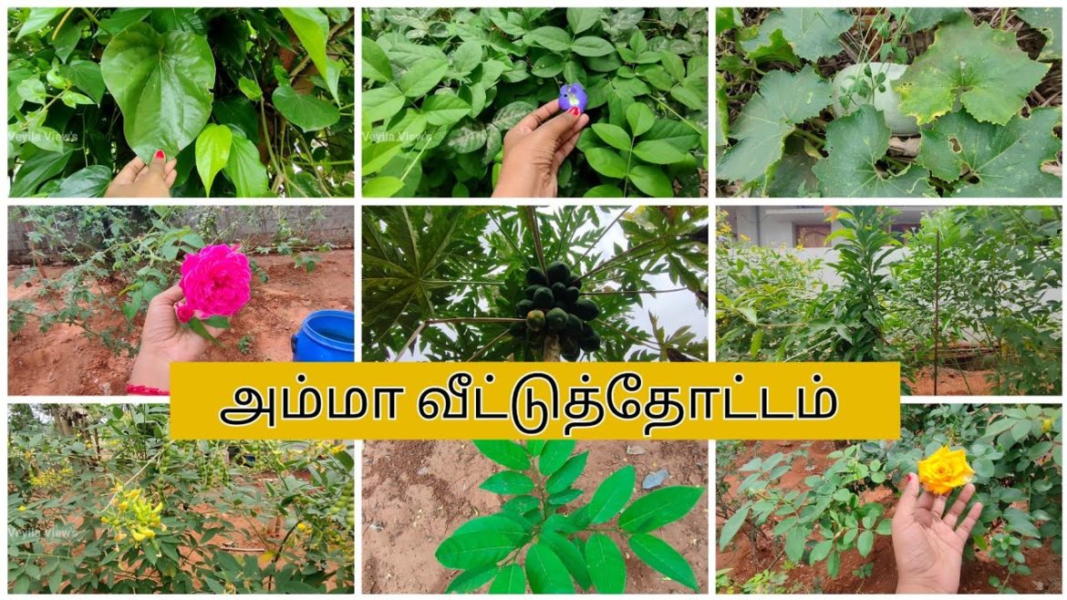 அம்மா வீட்டுத்தோட்டத்தை சுற்றி பாக்கலாம் வாங்க ☺️#vlog #gardening