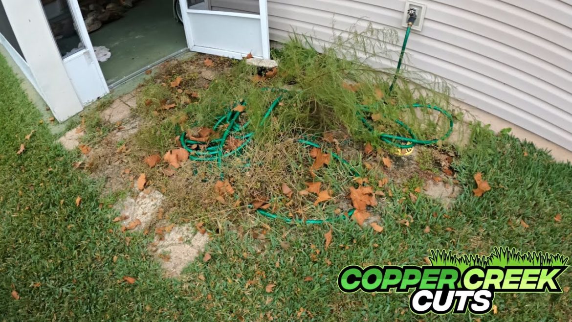 Cleaning Overgrown Patio You Could Barely See Anymore