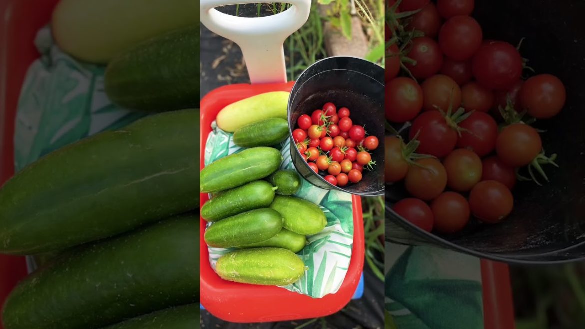 🍉🍐#sustainability #Zone 5 gardening #Food im growing 2023