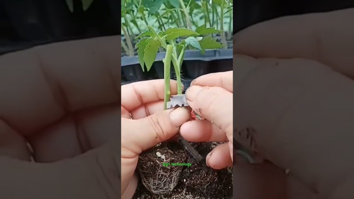 new plant grafting with cutting method #short #shorts  #agritechnology new plant grafting with cutting method #short #shorts  #agritechnology