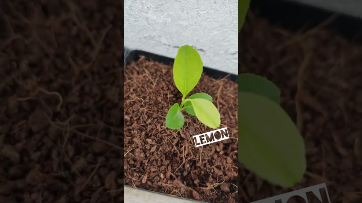 Fruit And Vegetables That Are Very Easy To Grow ! π₯°πππ₯π…#gardening #tips #fruit#vegtables #howto Fruit And Vegetables That Are Very Easy To Grow ! π₯°πππ₯π...#gardening #tips #fruit#vegtables #howto