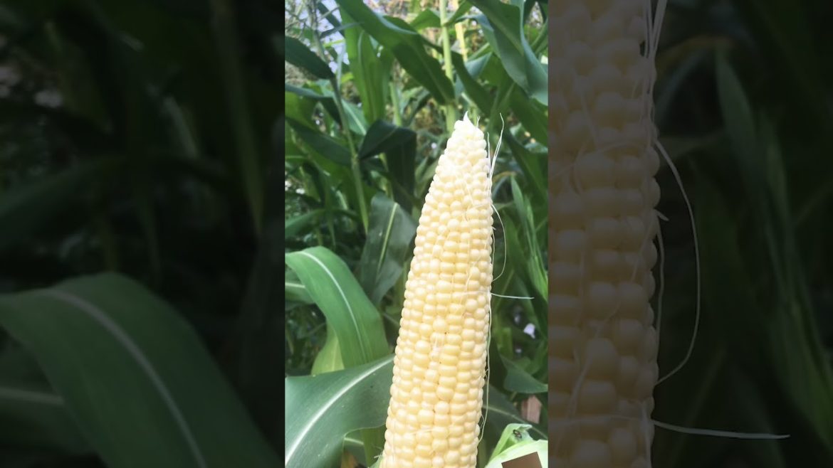 🌽 🍅#Zone 5 gardening #Grow your own food #homesteading