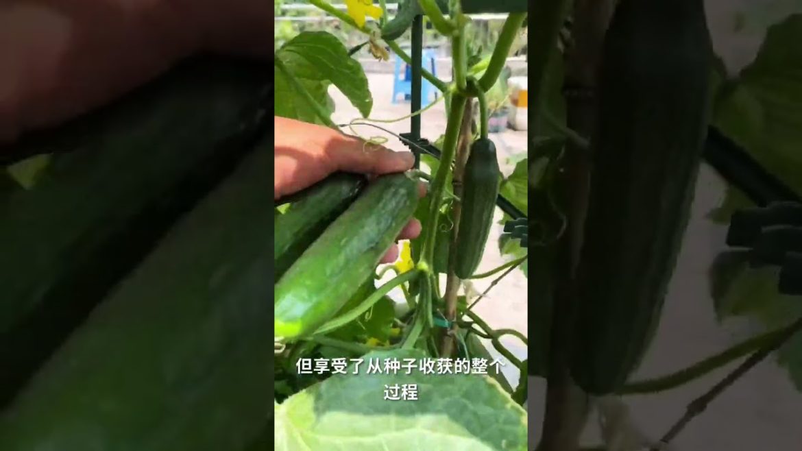 how to growth vegetable #natural how to growth vegetable #natural