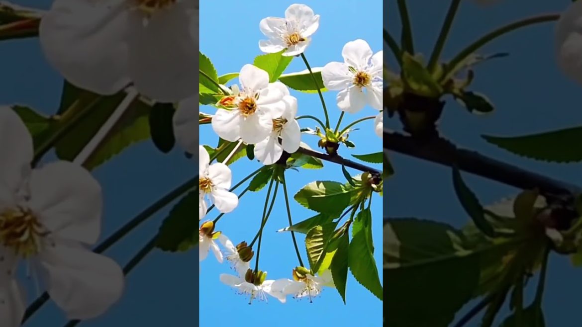 #shorts #shortvideo #video #howto #garden #cherry #youtube #trending #tiktok #viral #gardentastic #shorts #shortvideo #video #howto #garden #cherry #youtube #trending #tiktok #viral #gardentastic