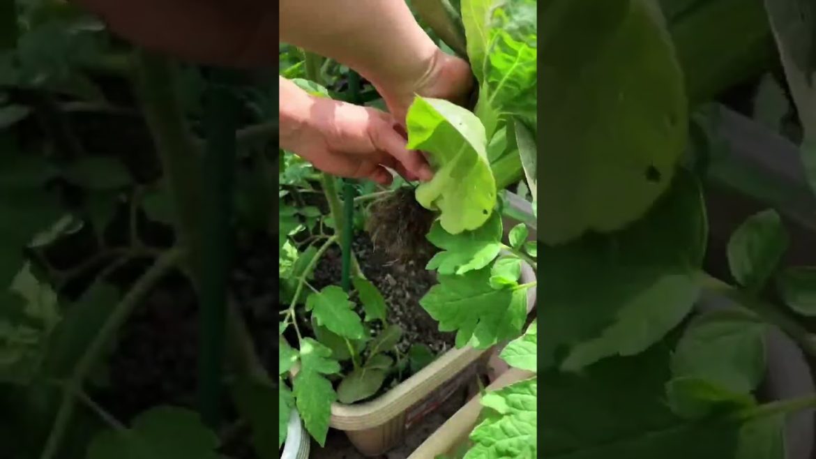 how to growth vegetable #natural how to growth vegetable #natural