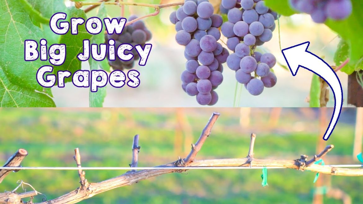 Prune Grapes This Way & Grow Big Sweet Grapes Prune Grapes This Way & Grow Big Sweet Grapes