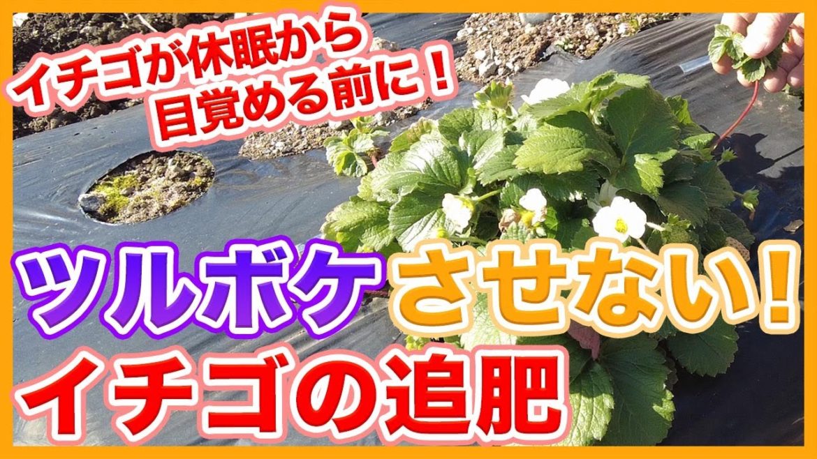 家庭菜園や農園のイチゴ栽培でツルボケさせない!休眠から目覚める前にやりたい最適な追肥方法を解説!/Strawberry top-dressing tips from a Japanese farmer 家庭菜園や農園のイチゴ栽培でツルボケさせない!休眠から目覚める前にやりたい最適な追肥方法を解説!/Strawberry top-dressing tips from a Japanese farmer