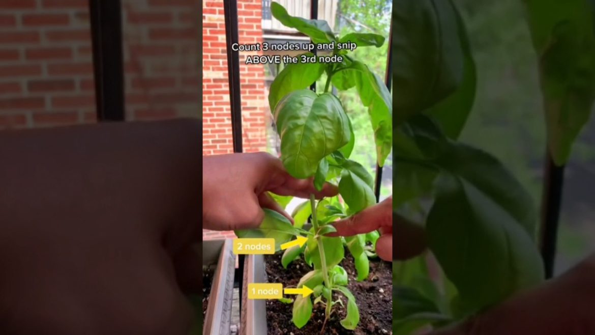 Tulsi/kaise kate#shorts #gardening#satisfying #watch till end#art#tips/basil