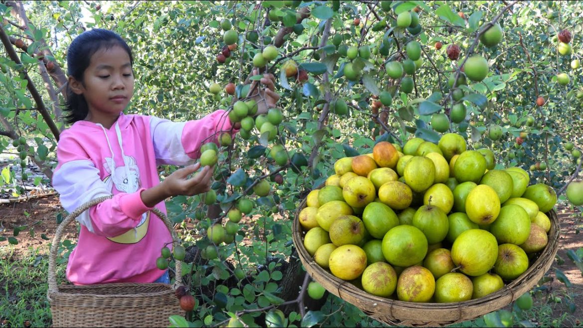 Smart girl Pich pick jujube fruit and cooking - Cooking with Sreypich