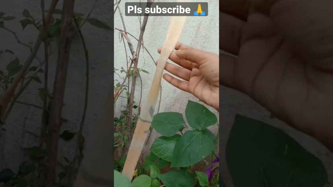 gardening hack 😳😳 #shorts #shortsfeed #gardeninghacks #hack #tips #garden #subscribe #short #plant