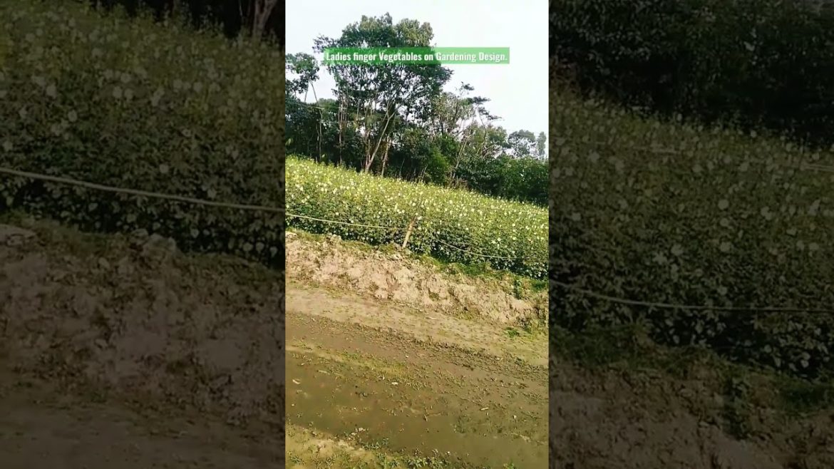 Healthy Vegetables. Lady Finger on Gardening Design. #viral #viralvideo #shorts #gardening Healthy Vegetables. Lady Finger on Gardening Design. #viral #viralvideo #shorts #gardening