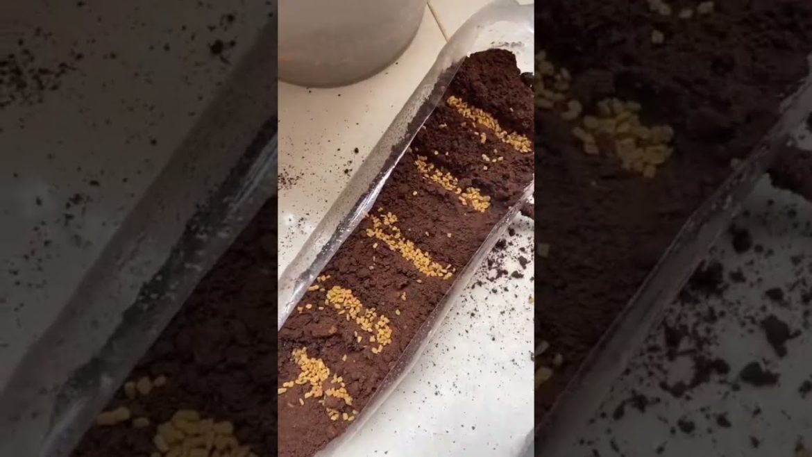 How to use waste plastic bottle for gardening #youtubeshorts #gardeningtips #diy