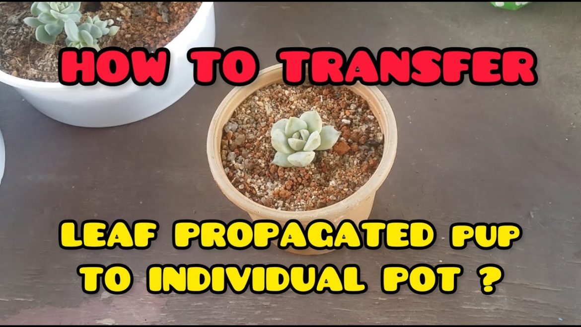 || HOW TO TRANSFER LEAF PROPAGATED PUP TO INDIVIDUAL POT ?  ||