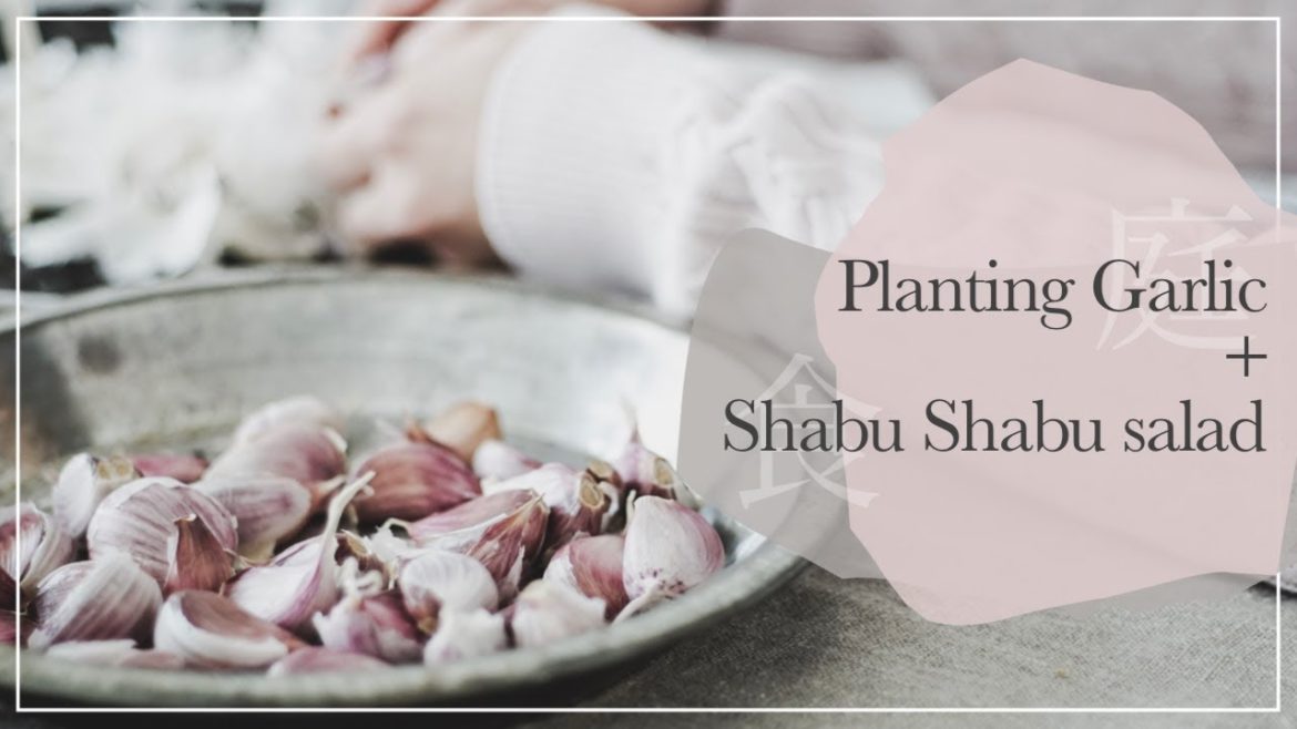 Planting Overwinter Garlic in Fall | Urban backyard garden | Shabu Shabu salad | silent calm living