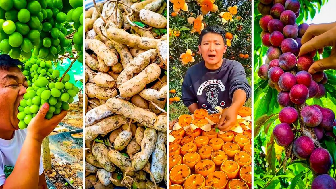 🍇The Most Popular Fruit In The World!🥝🥭 01 🍇The Most Popular Fruit In The World!🥝🥭 01