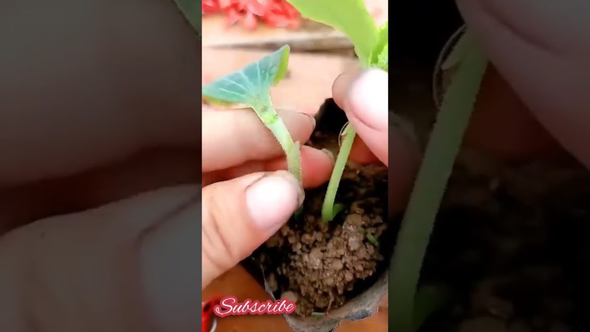 Grafting tips #gardeningtipstricks #manike #shorts #plantparadisewidneha #nehayadav #winter