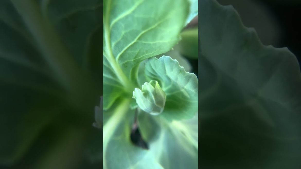 🥹 Check out my Cabbage Veins #shorts #trending #urbangardening 🥹 Check out my Cabbage Veins #shorts #trending #urbangardening