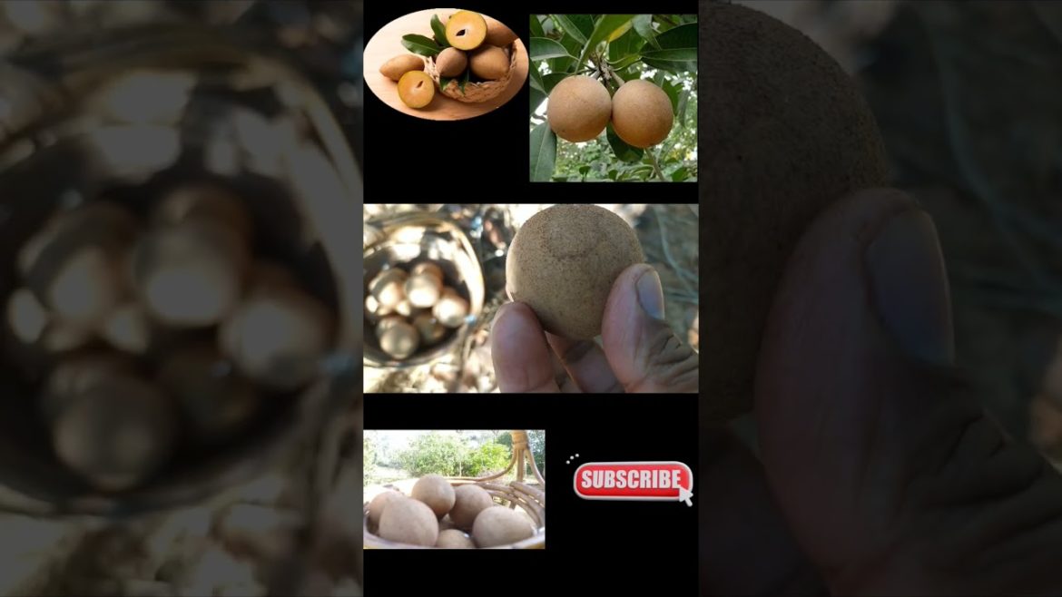 Creative Farmer Live Fruit Plant Sapota Chikoo Nursery(Chiku)
