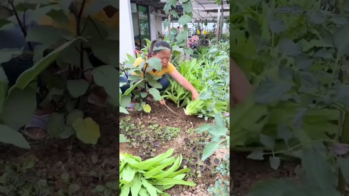 how to growth vegetable #natural how to growth vegetable #natural