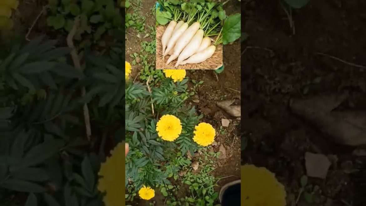 We Grow 100% Organic Vegetables at home 🔥
