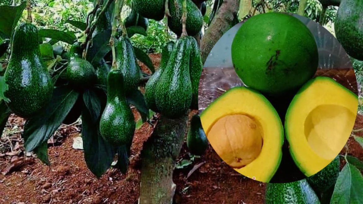 a simple method for chopping avocado stems #tips #gardening #garden #fertilizer #gardenhouse