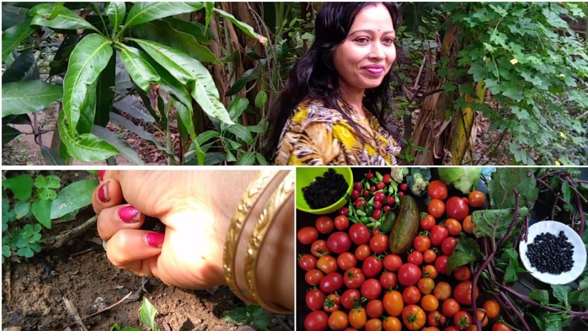 Weekly Backyard Garden Harvesting | Garden Care & Tips