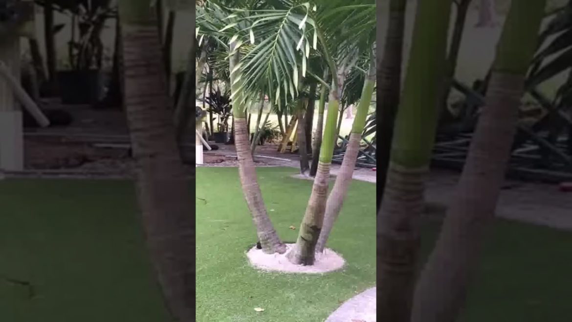 #shorts #shortvideo #video  #howto #garden #backyard #youtube #trending #tiktok #viral #gardentastic