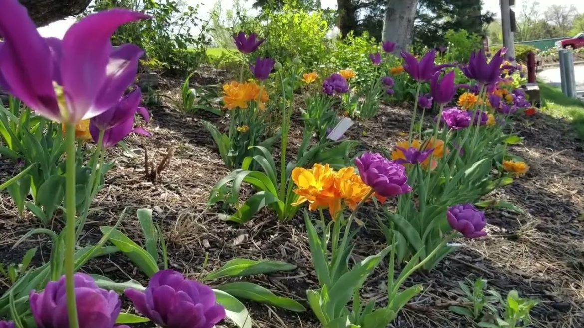 Container Garden Tour | Rooftop Balcony Garden #nature #flower