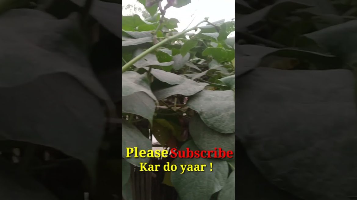 Vegetable farming || #shorts