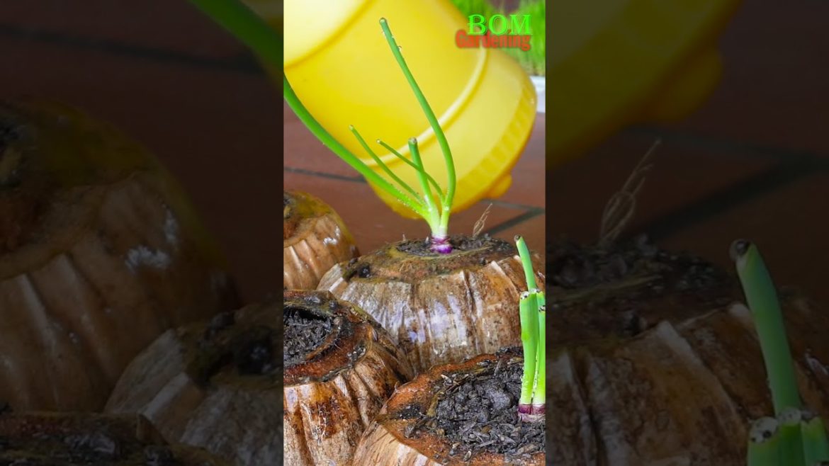 TIPS Technique Korean Purple Onion Seed Cultivation , No Garden Need #shortsvideos