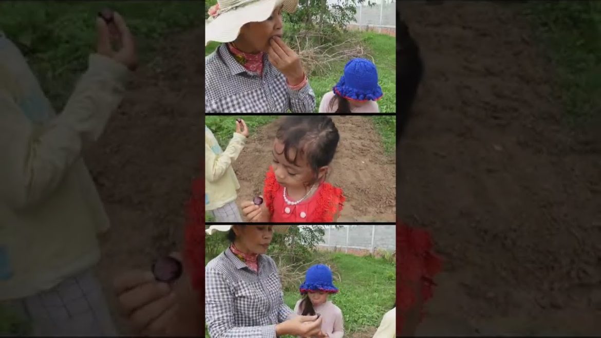 Pick and eat Java plum fruit at my backyard garden #Shorts