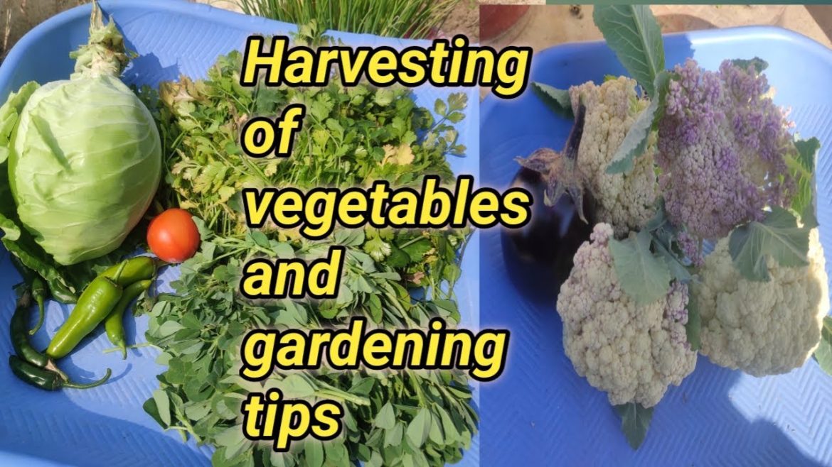 Harvesting and gardening tips/grow organic vegetables at home