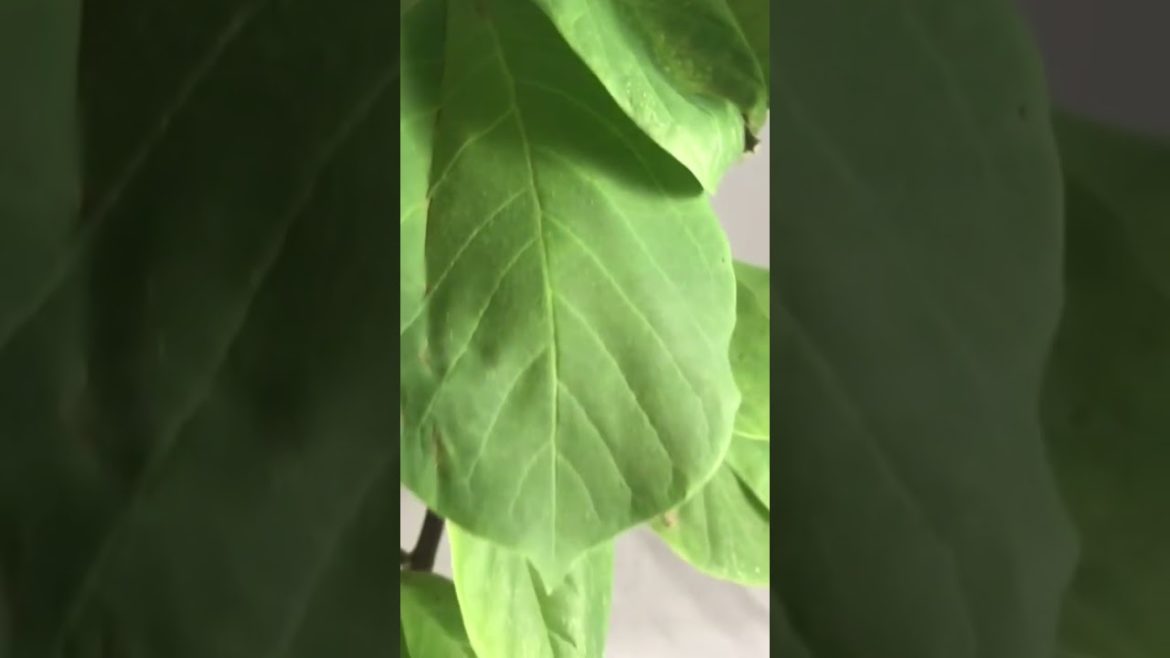 #shorts #shortvideo #video  #howto #garden #magnolia #youtube #trending #tiktok #viral #gardentastic