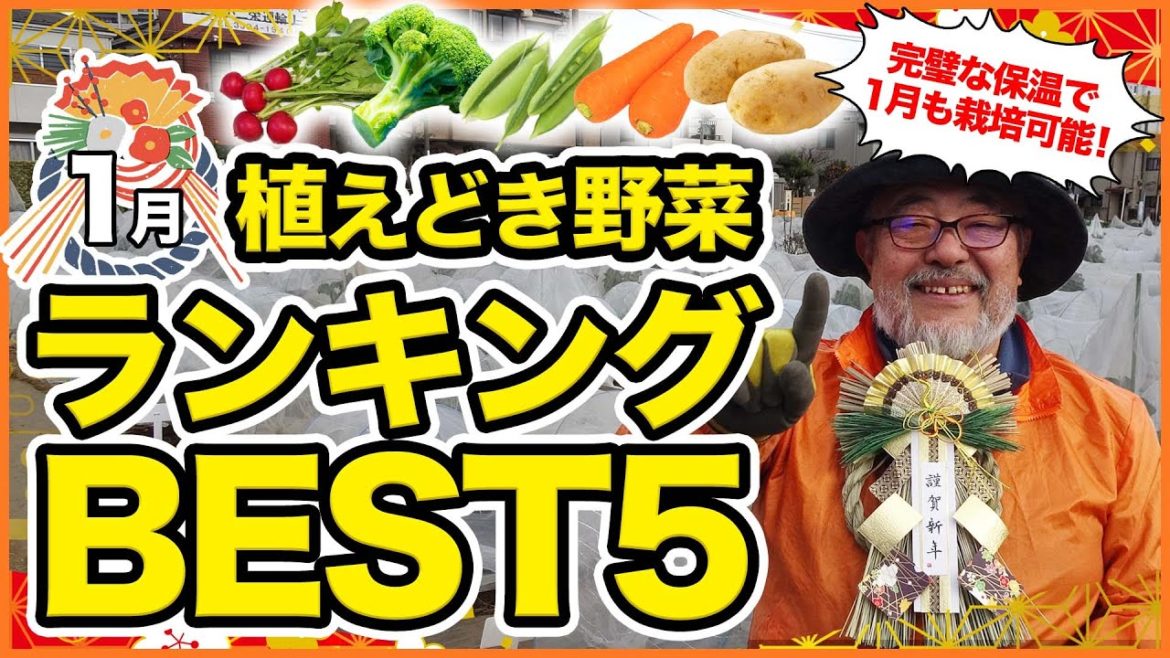 家庭菜園や農園の冬野菜栽培で2023年1月植え付けおすすめ野菜ランキングBEST5!【農園ライフ】/January 2023 planting vegetable ranking best 5. 家庭菜園や農園の冬野菜栽培で2023年1月植え付けおすすめ野菜ランキングBEST5!【農園ライフ】/January 2023 planting vegetable ranking best 5.
