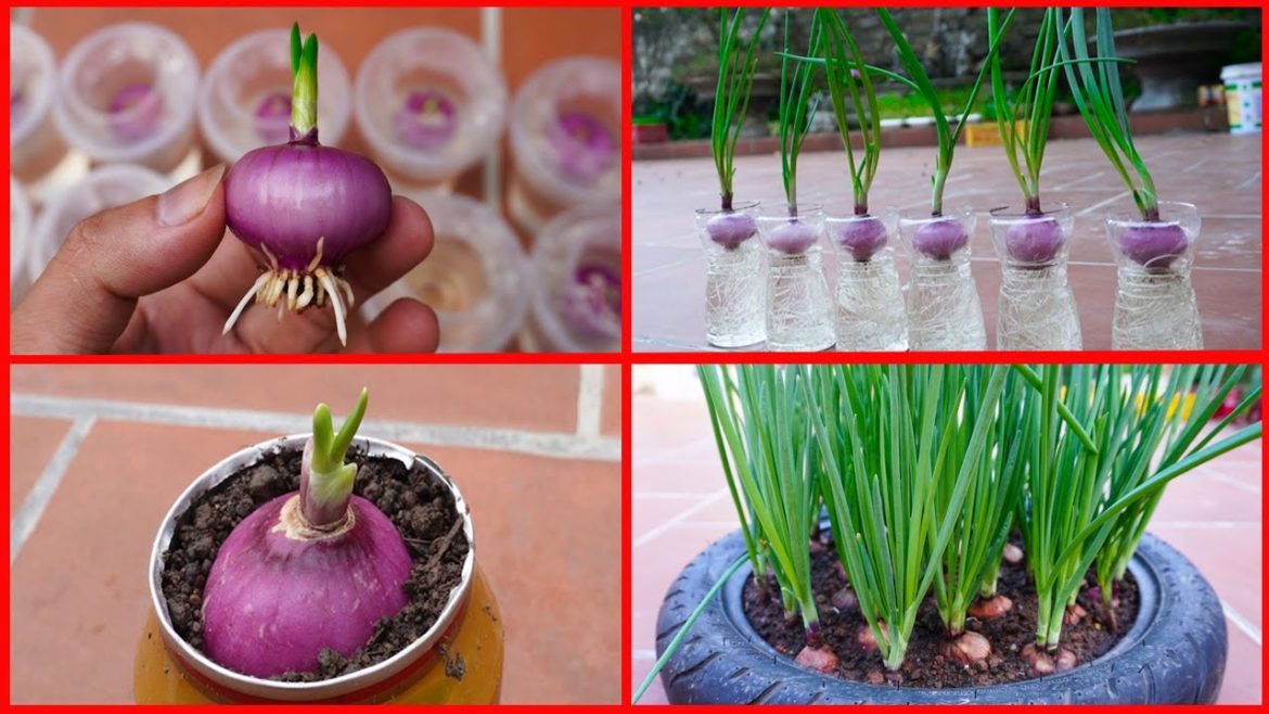 TIPS Propagation Method Grow Purple Onions Quickly Harvest TIPS Propagation Method Grow Purple Onions Quickly Harvest