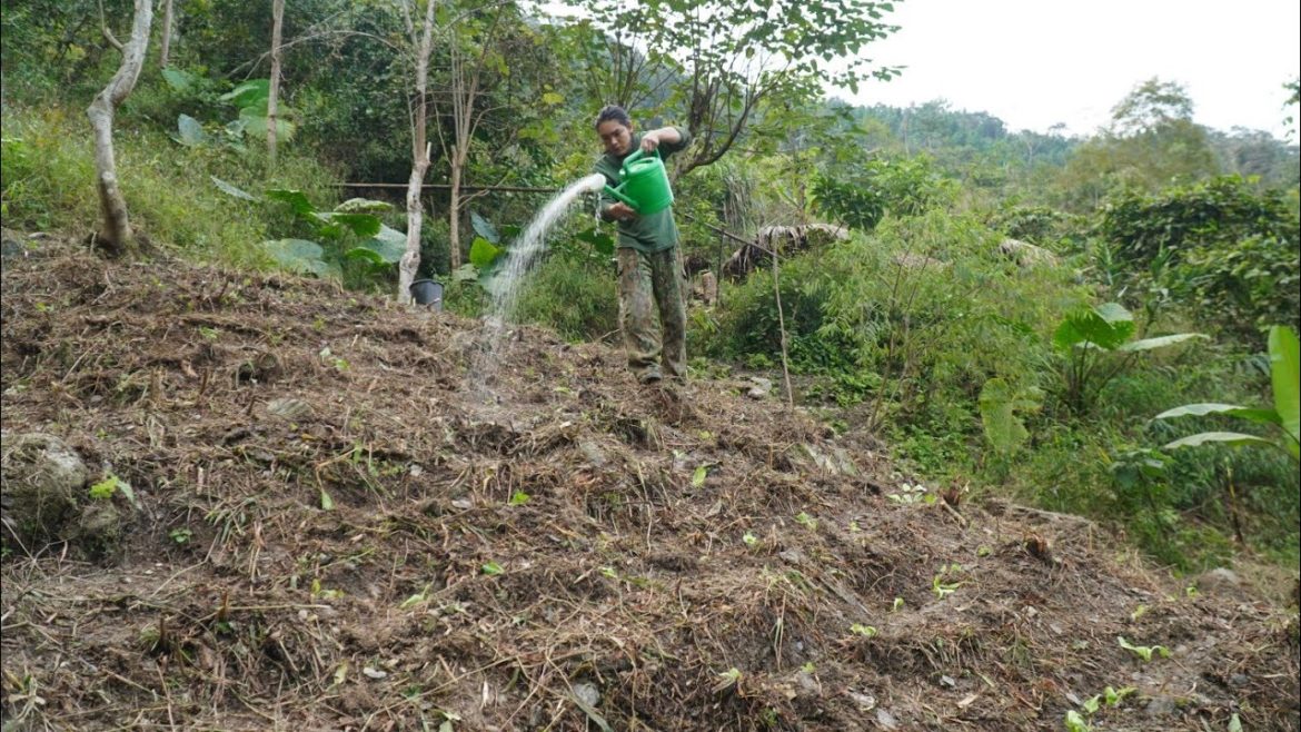 Gardening and growing vegetables to provide more food for the winter, survival alone