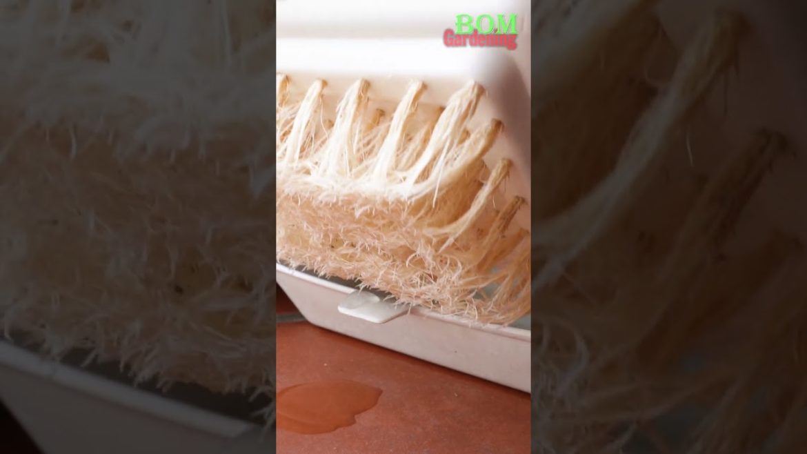 Tips Rice Propagation Technique By Hydroponic Method #shortsvideos Tips Rice Propagation Technique By Hydroponic Method #shortsvideos