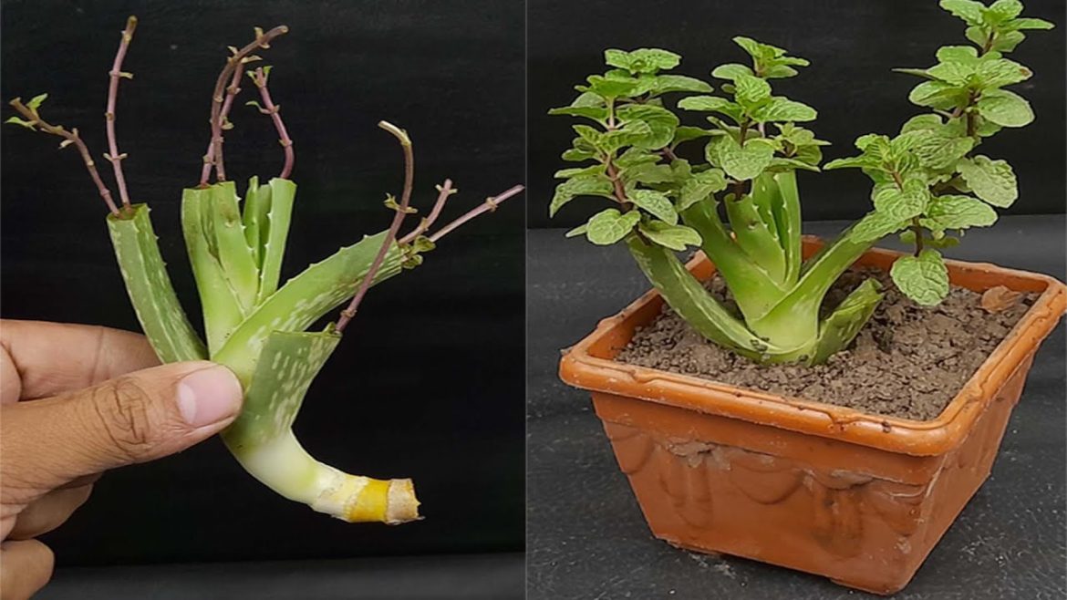 How To Grow Mint/Pudina Cutting