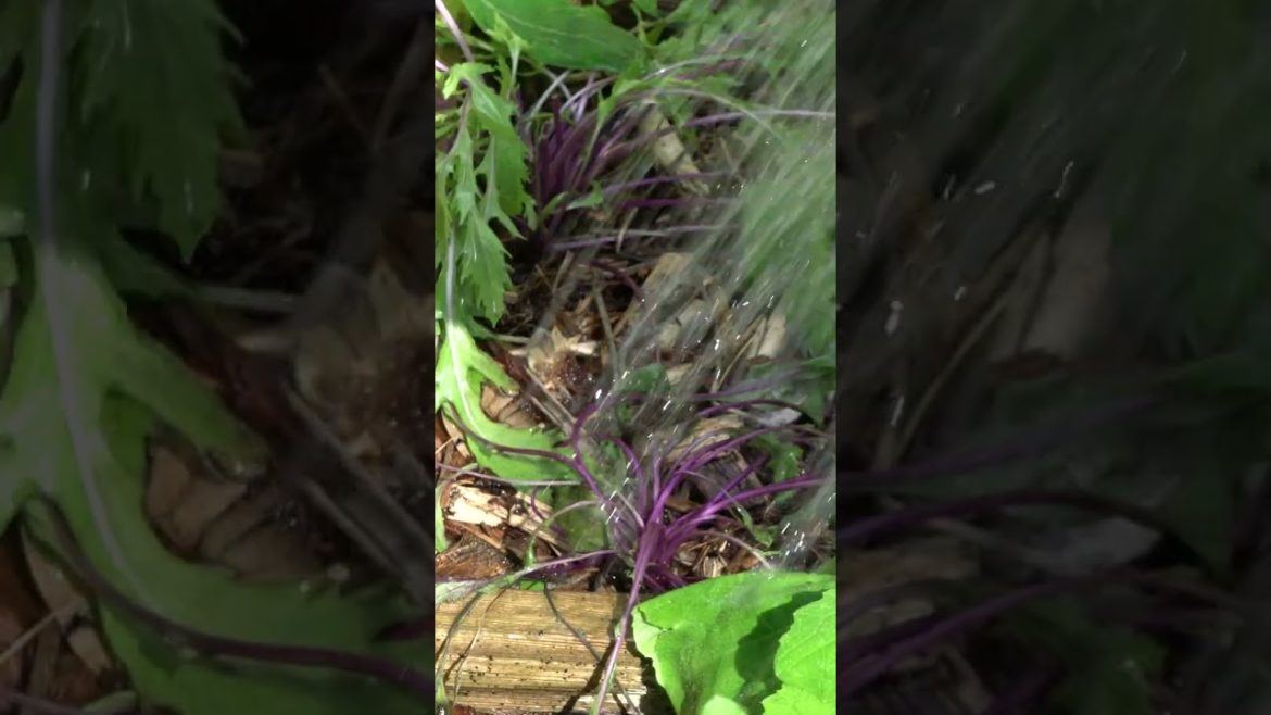 3 Tips For Saving Cold Damaged Plants #shorts 3 Tips For Saving Cold Damaged Plants #shorts