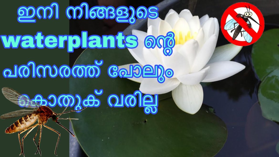 How to avoid mosquito larva from waterplants/കൊതുക് എങ്ങിനെ ഒഴിവാക്കാം / remedies for mosquitoe