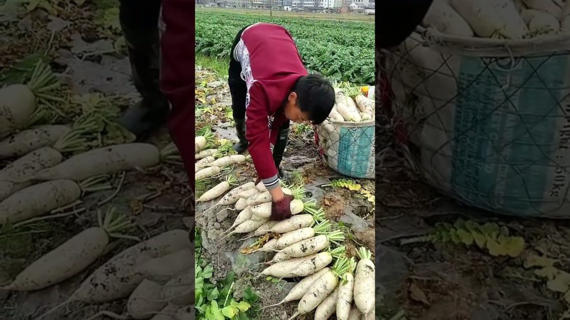 White Radish farming