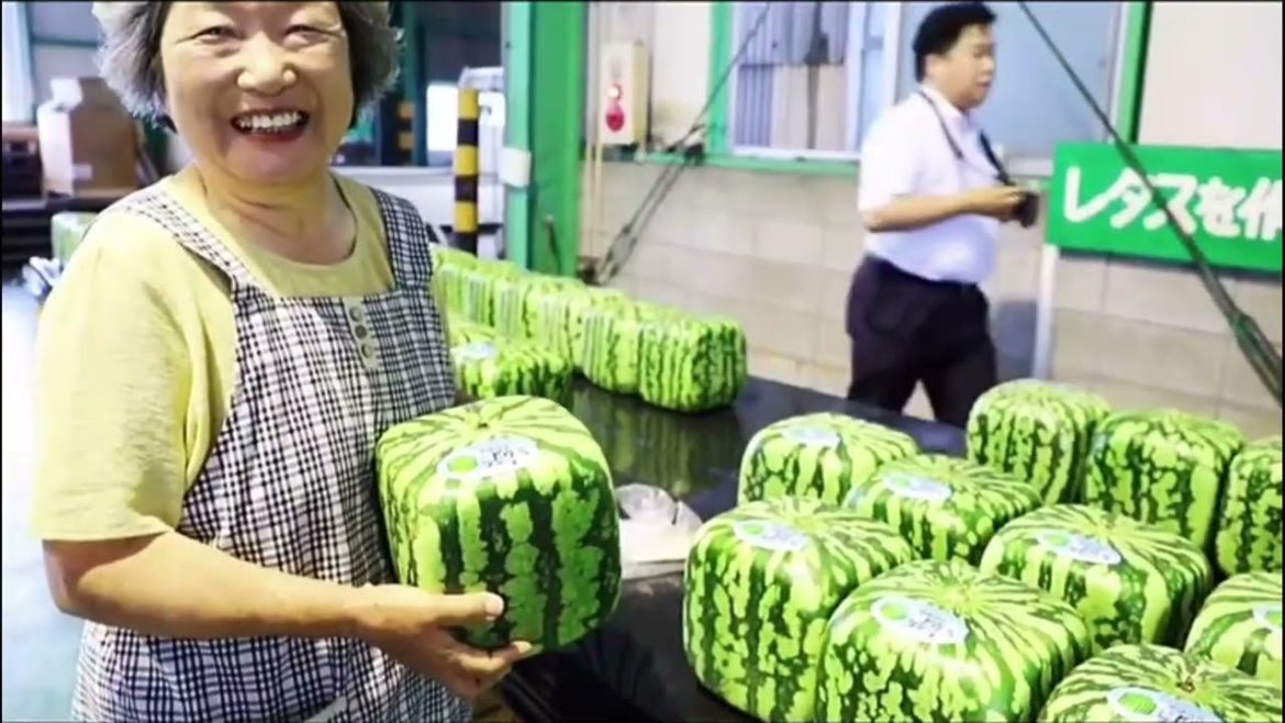 Planting technology of square heart-shaped watermelon!
