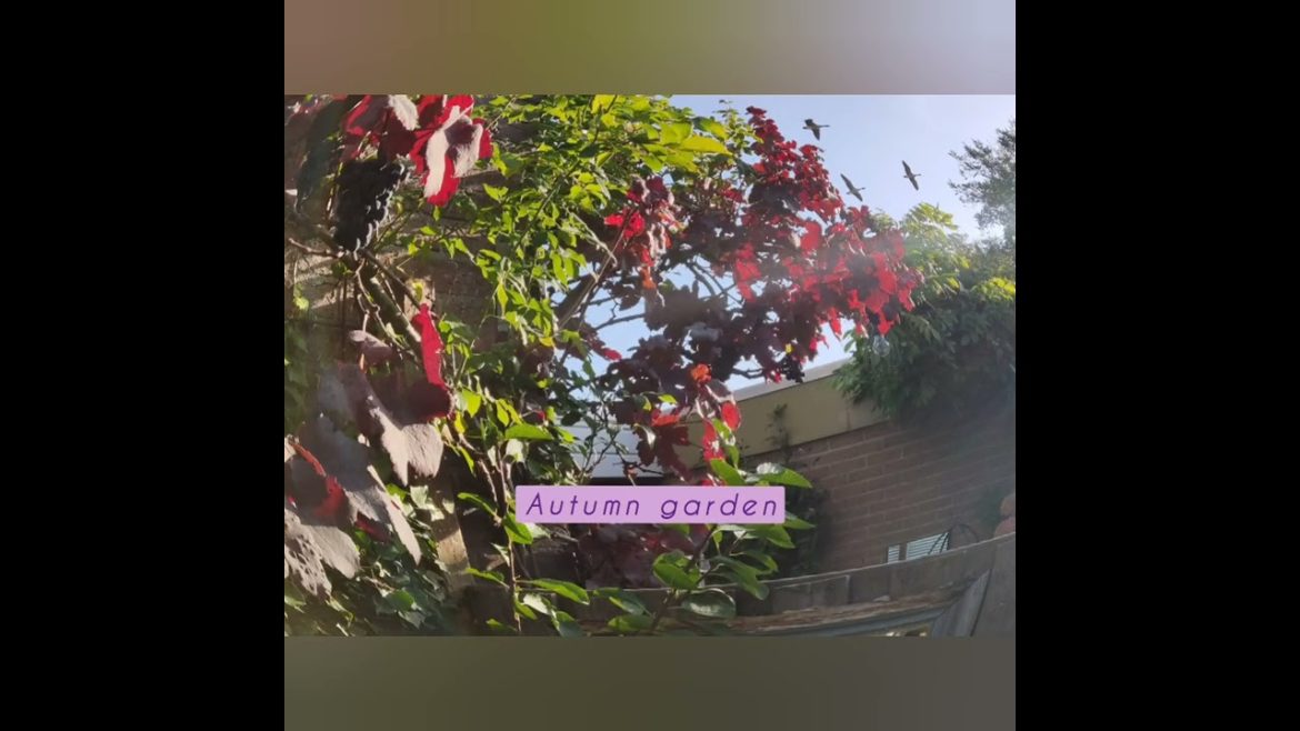 Autumn garden @Orientalbackyardgarden #garden#englishgarden #gardening #gardens