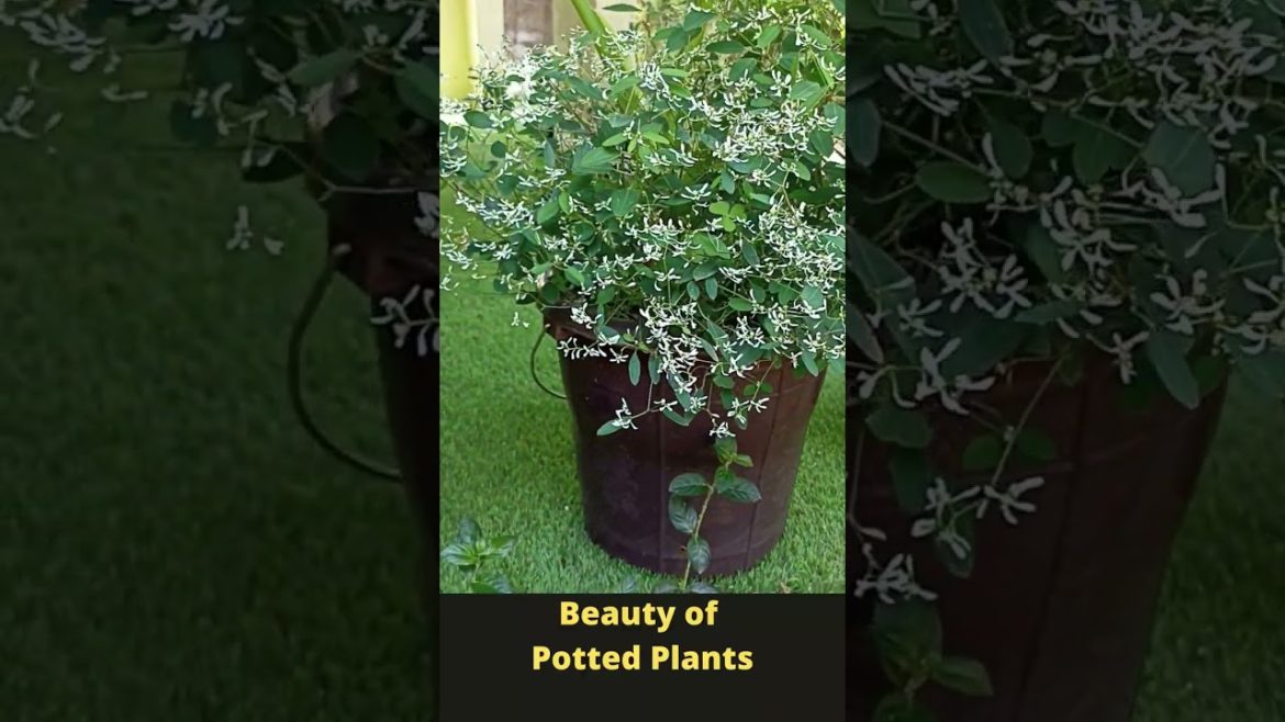 Wow!! Beauty of Potted Plants #Shorts