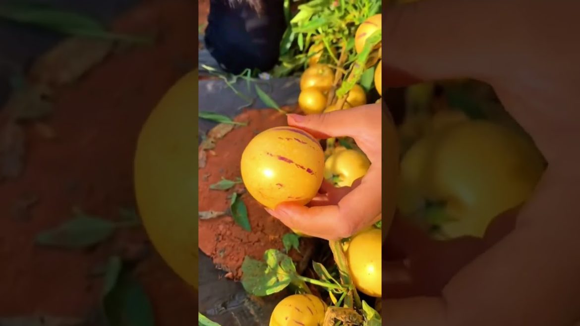 Pepino farmer in China