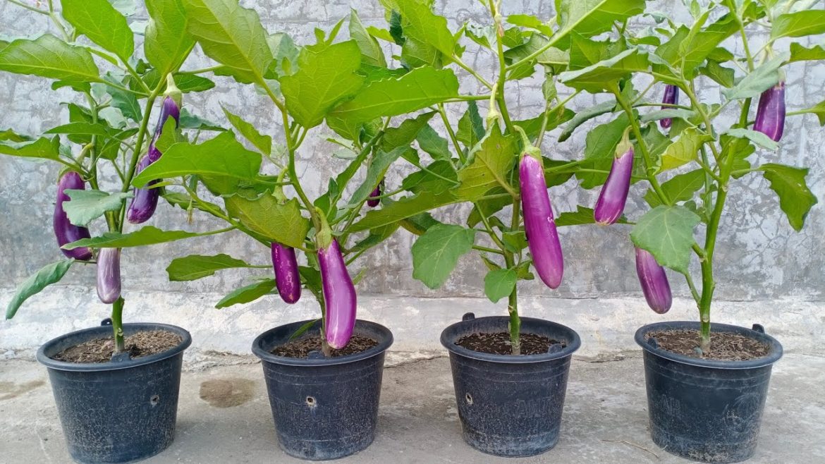 No need for a garden, use used plastic containers to grow eggplant at home